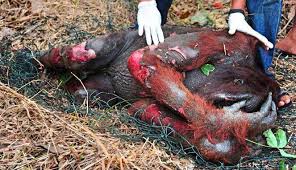 palm oil destruction 
