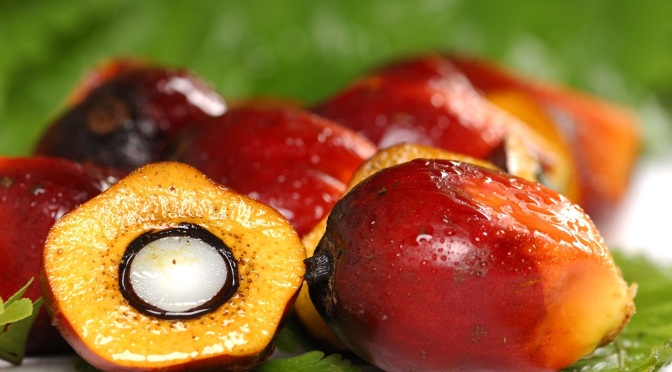 Understanding: Palm Oil